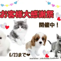 【 お知らせ 】お客様大感謝祭開催中！港北NT店の可愛いワンニャンご紹介