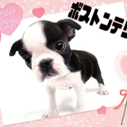 【 ボストンテリア 】ぺちゃ顔＆むっちりボディが癖になるワンコが登場！