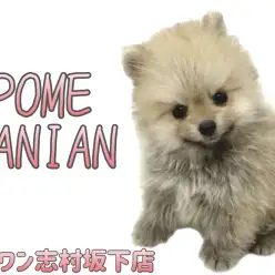 【 ポメラニアン 】THEタヌキ顔ポメ！フレンドリーな性格でみんなを虜にします！