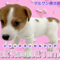 【 ジャックラッセルテリア 】お散歩沢山したい方必見！アクティブわんこ！
