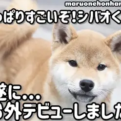 【 柴犬 】ドキドキの初体験！シバオくん初めてのお外デビュー！