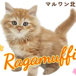 【 ラガマフィン 】どこから見ても美しい！陽気で遊び好きなイケメンにゃんこ