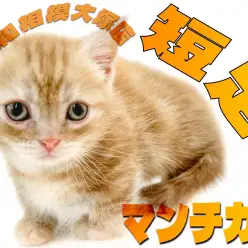 【 マンチカン 】床までの距離わずか数cm！？魅惑の短足BOYが登場！