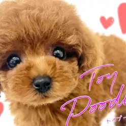 【 トイプードル 】圧倒的テディベア！誰もが認める国民的アイドル！