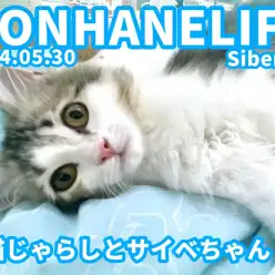 【 サイベリアン成長ログ 】ネコじゃらしと遊ぼう！元気いっぱいサイベちゃん！