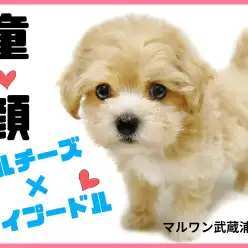 【 マルチーズ×トイプードル 】童顔MIXマルプーの子犬が埼玉浦和に登場!
