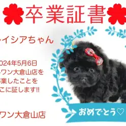 【卒業証書】グレイシアちゃん卒業おめでとう！！スタッフママより愛を込めて！