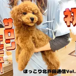 【 ほっこり北通Vol.66 】初サロンに挑戦のプーちゃん！