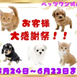 【 お知らせ 】お客様大感謝祭開催中！ペッツワン城山店へGo！
