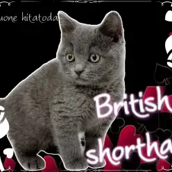 【 ブリティッシュショートヘア 】愛されマシュマロボディー！魅惑のニャンコ登場