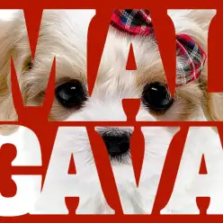 【 MIX 】人気急上昇キャバリアMIX！マルチーズ×キャバリアのマルキャバ！