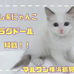【ラグドール】温厚な猫ちゃん代表の癒し系、ラグドールちゃん降臨!