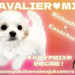 【 ビションキャバション 】ゴージャスボディの癒し系キャバリアMIXが聖地に登場