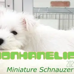 【 ホワイトシュナウザー成長ログ 】初めまして！ぼくシュナだよ！