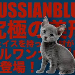 【 ロシアンブルー 】甘えん坊ニャンコ好きにはたまらない！気品漂うロシアンブルー！