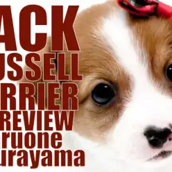 【 ジャックラッセルテリア 】ブレーズ模様がきれいなアクティブガール！