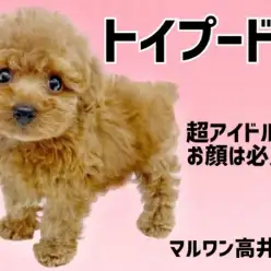 【 トイプードル 】超アイドル級のお顔を持った小さめプリンセス登場！
