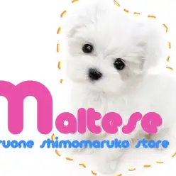 【 マルチーズ 】小さなパートナードッグ！永遠の幼さを約束された逸材現る。