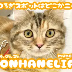 【 マンチカン成長ログ 】くつろぎスポットを探すマンチちゃん!