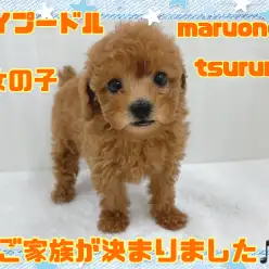 【トイプードル】ご家族が決まりました!!