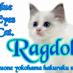 【 ラグドール 】警戒心はどこへやら?青い瞳が美しいぬいぐるみ猫
