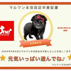 【 卒業記念 】トイプーのシエルくん卒業おめでとう！今までの感謝を込めて〜卒業ブログ〜