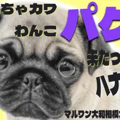 【 パグ 】ついに、コミカル担当がやって来た！気づいたらきっとあなたも笑顔に!