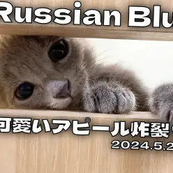 【 ロシアンブルー成長ログ 】小窓からの可愛いアピール炸裂！！！
