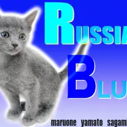 【 ロシアンブルー 】エメラルドグリーンの瞳を持つ甘えん坊な女の子！