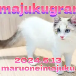 【 イマジュクグラム 】ワンちゃんとも仲良しな生後4ヶ月のラグドールちゃま！