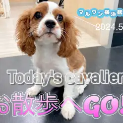 【 キャバリア 】本日のキャバちゃん！初めてのお散歩！