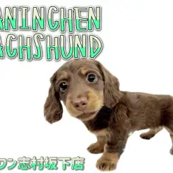 【 カニンヘンダックスフント 】凛としたお顔立ちが魅力的！レアカラーのお嬢様登場