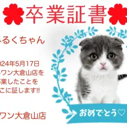 【 卒業証書 】みるくちゃん卒業おめでとう！！スタッフママより愛を込めて！