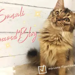 【 ソマリ 】美しさを増し大人女子へ！甘え上手に成長し迎える生後5ヶ月！