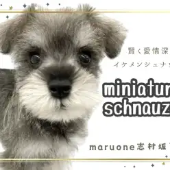 【 ミニチュアシュナウザー 】白黒カラーのお洒落番長！超優等生なシュナ君が登場！