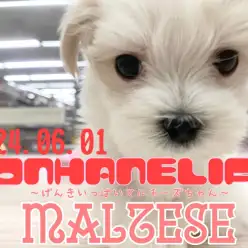 【 マルチーズ 成長ログ】ちっちゃなプリンスは今日も元気いっぱい！