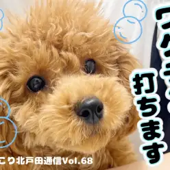【 ほっこり北通Vol.68 】トイプーちゃんワクチン打ちます！