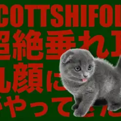 【 スコティッシュフォールド 】超絶垂れ耳の丸顔にゃんこがやってきた！