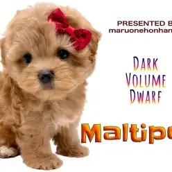 【 マルプー 】濃い!瀑毛!短足!くま顔がとっても可愛いマルプーちゃん降臨!
