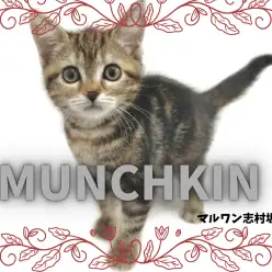 【 マンチカン 】スラリとしたモデル体型と麗しいタビー模様に目が離せない！