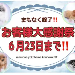 【 お知らせ 】お客様大感謝祭！港北NT店でパートナーを見つけちゃおう！