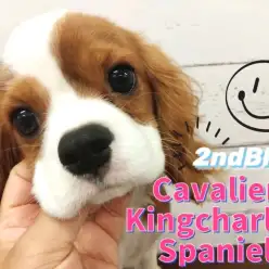 【 キャバリア 】生後5ヶ月を迎え可愛さ増し増し！心優しき甘ったれボーイに成長中