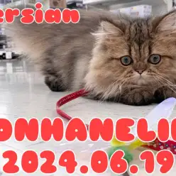 【ペルシャ成長ログ】新しいお部屋も快適にゃん!とくつろぐペルちゃん!