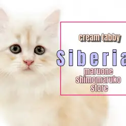 【 サイベリアン 】甘いクリームカラーの瞳が大きな王子様！職人の様な遊び方に注目