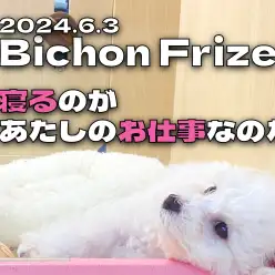 【 ビションフリーゼ成長ログ 】寝るのがビションちゃんのお仕事なのだ！！