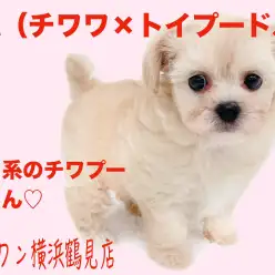 【 MIX 】童顔フェイスで鶴見店のアイドル、チワプーちゃん!!