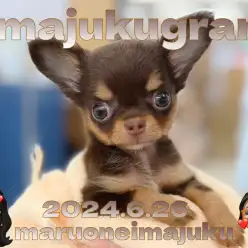 【 イマジュクグラム 】生後2ヶ月で488g！手乗りサイズのチワワが聖地に降臨！