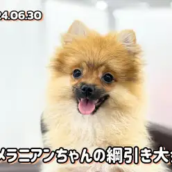 【 ポメラニアン成長ログ 】チーちゃんと仲良く綱引きに夢中のポメラニアンちゃん！