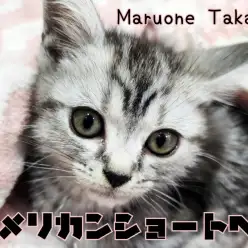 【 アメリカンショートヘア 】美しいシルバータビーに甘えん坊な性格の男の子登場！