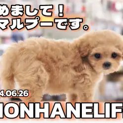 【 マルプー成長ログ 】初めまして！私はとっても可愛いマルプーちゃん！